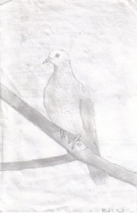 Dove